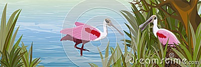 Two pink Roseate spoonbill birds in a nest of branches on the shore Vector Illustration